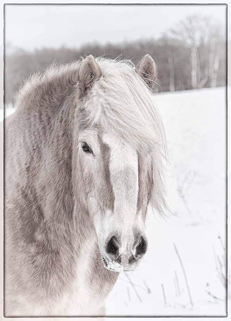 Schneeportrait