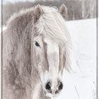 Schneeportrait