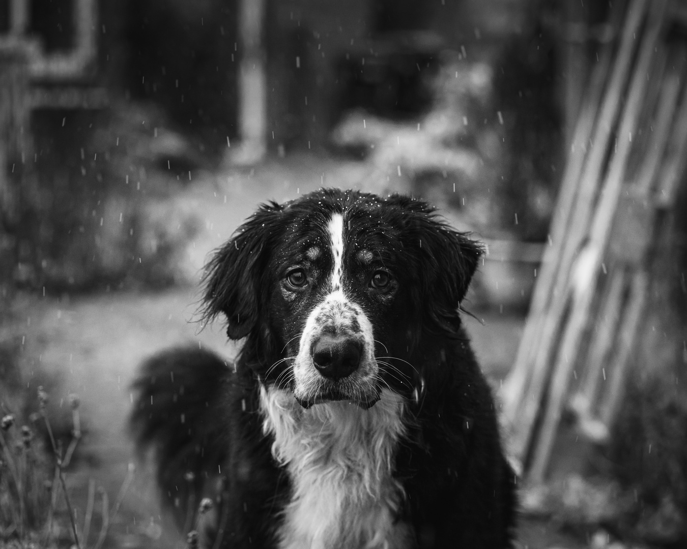 Schneeportraits