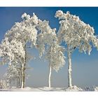 Schneeprächtige Baumgruppe...