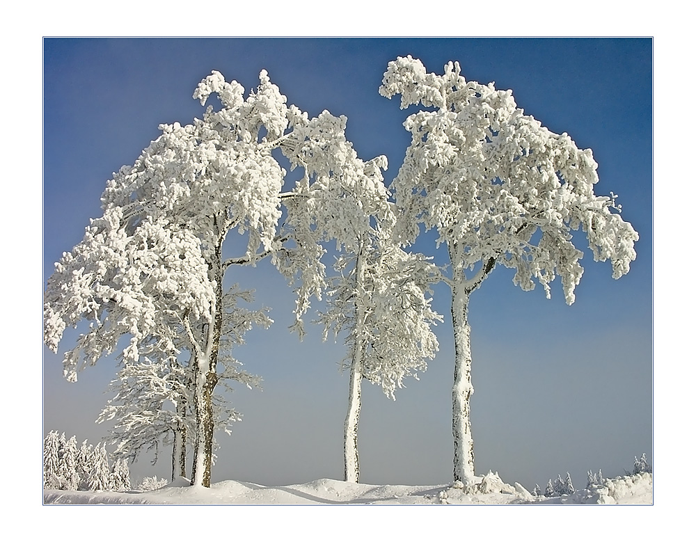 Schneeprächtige Baumgruppe...