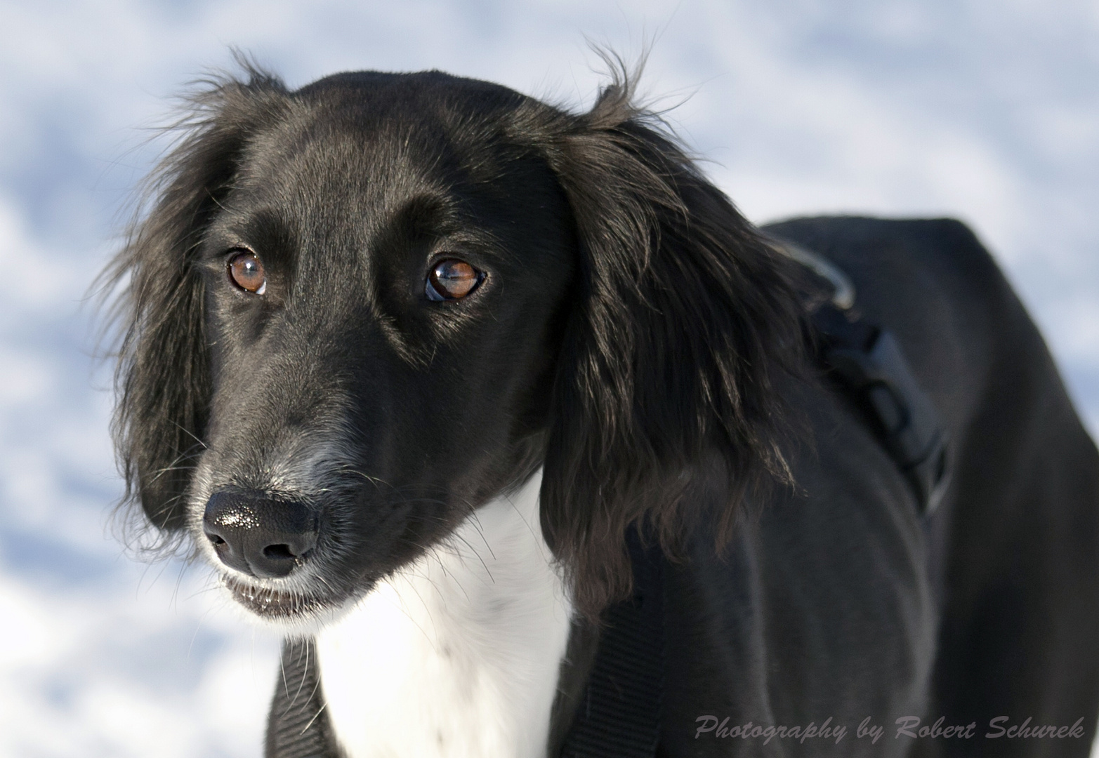 Schneeprinz - Saluki