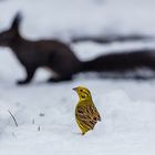 Schneeprinzessin vor grauer Eminenz