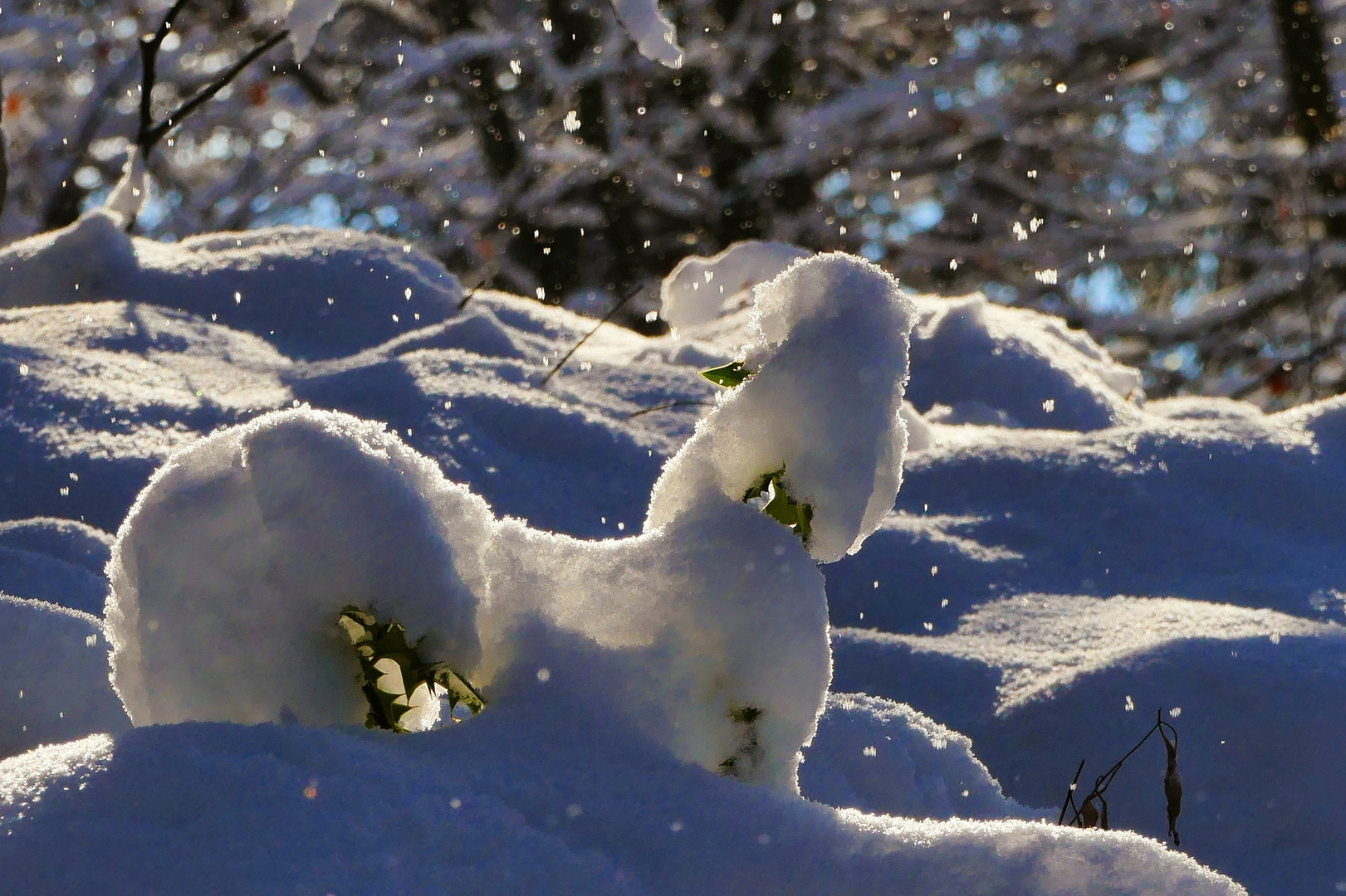 Schneepudel-:)