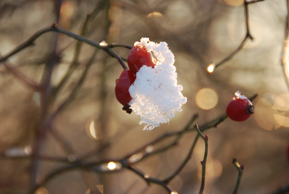 "Schneepudelmütze" gratis