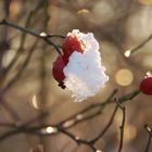 "Schneepudelmütze" gratis