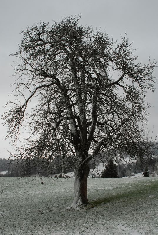 Schneepuder von smarti