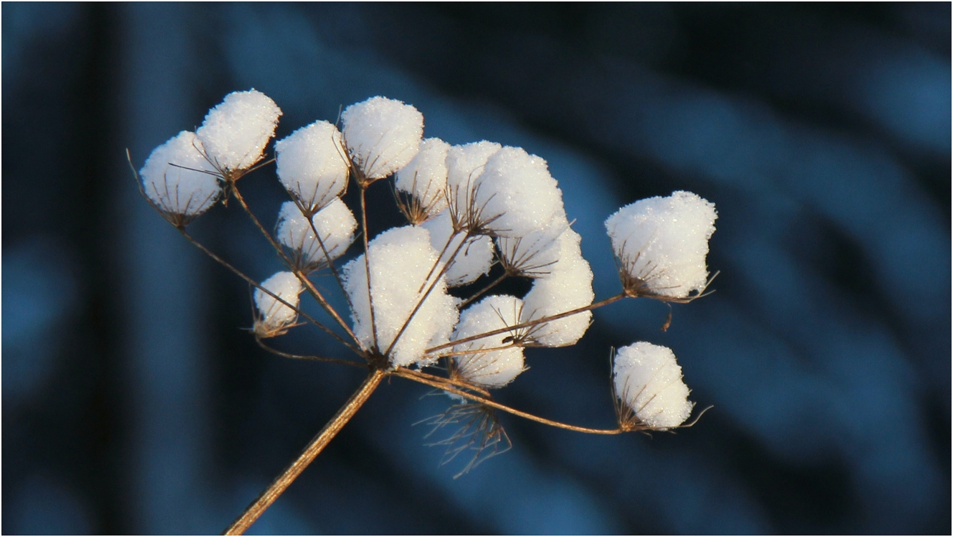 Schneepuschel