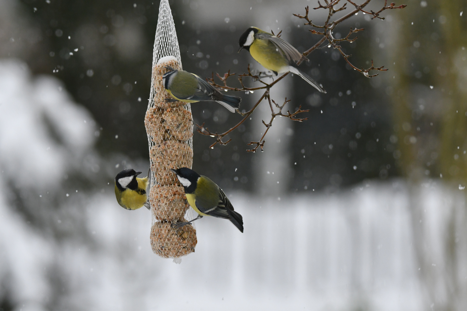 Schneeregen