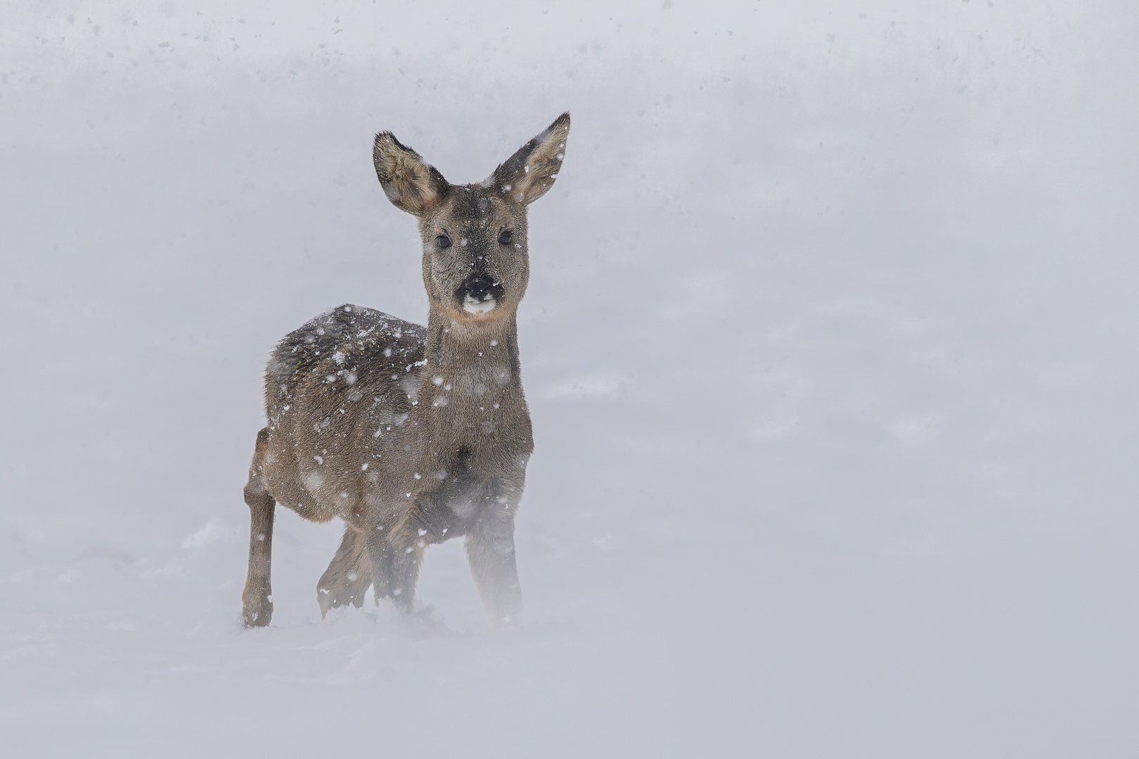 Schneereh im Anmarsch