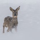 Schneereh im Anmarsch