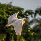 Schneereiher auf Borneo