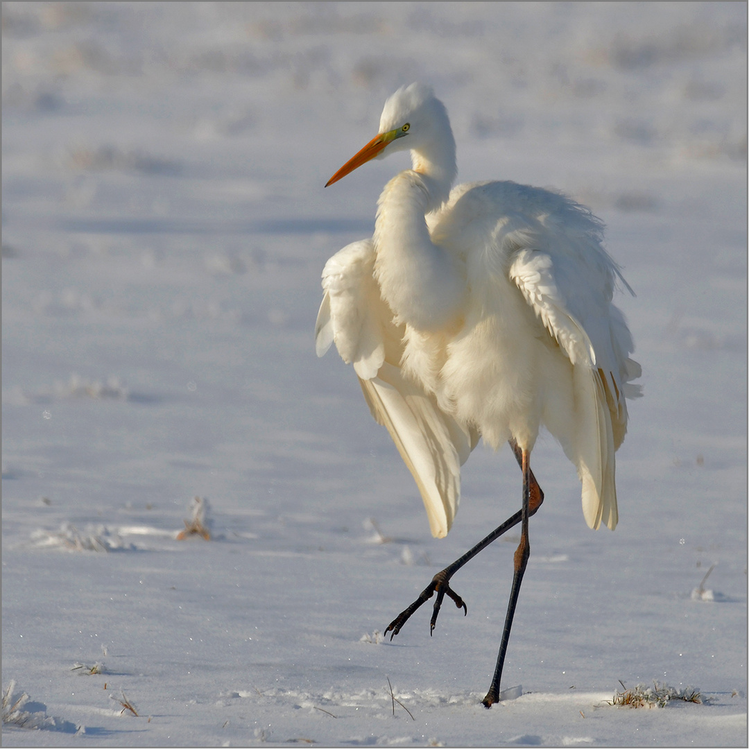 "Schneereiher"