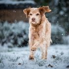 Schneerennen - Snow racing