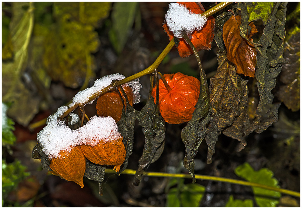 Schneereste auf Physalis