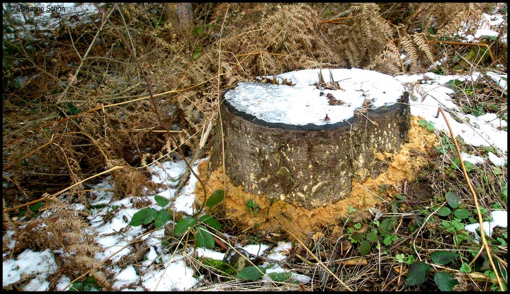 Schneereste- Eis- und kleine Waldarbeiter...