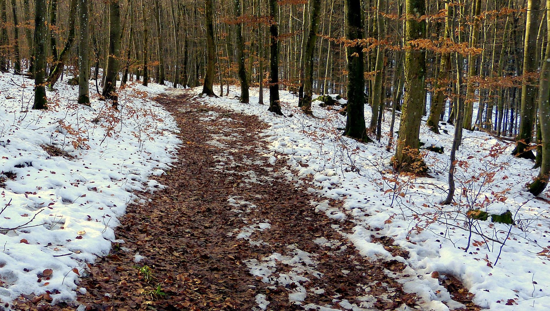 Schneereste im Buchenwald...