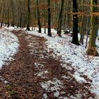 Schneereste im Buchenwald...