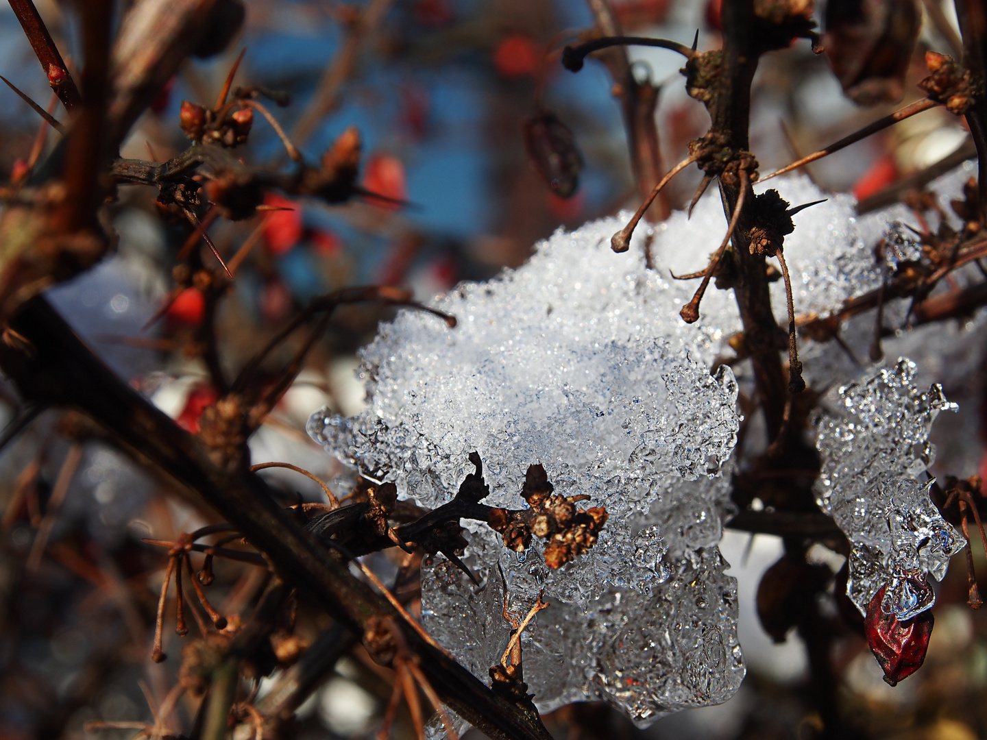 Schneereste in der Hecke