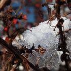 Schneereste in der Hecke