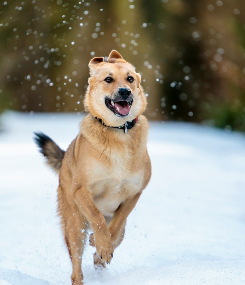 Schneereste sind das Beste