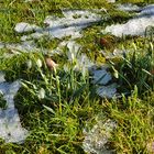 Schneereste und Schneeglöckchen**