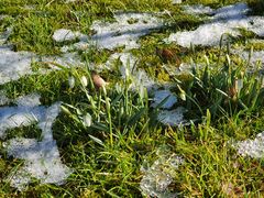 Schneereste und Schneeglöckchen**