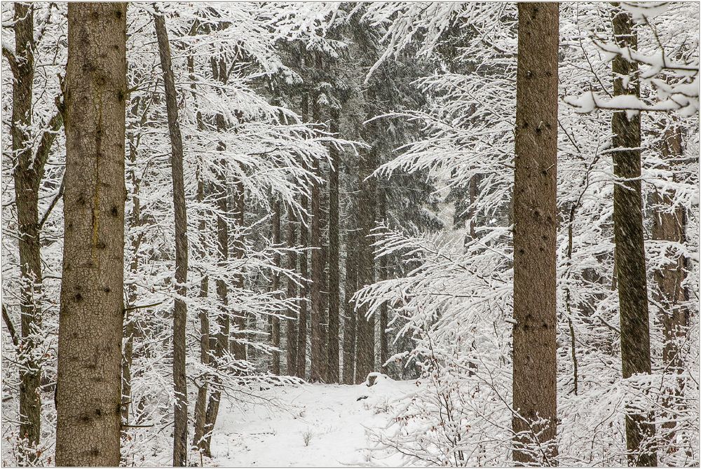 Schneerieseln im Hochwald... 