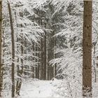 Schneerieseln im Hochwald... 