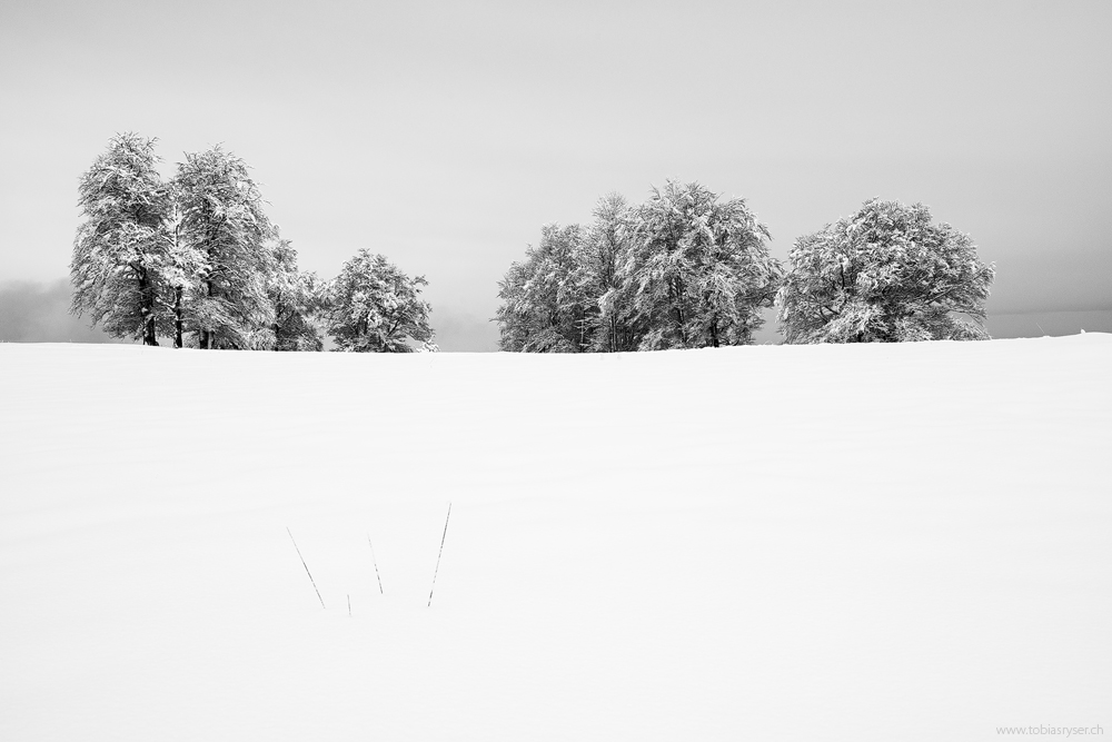 Schneeriesen