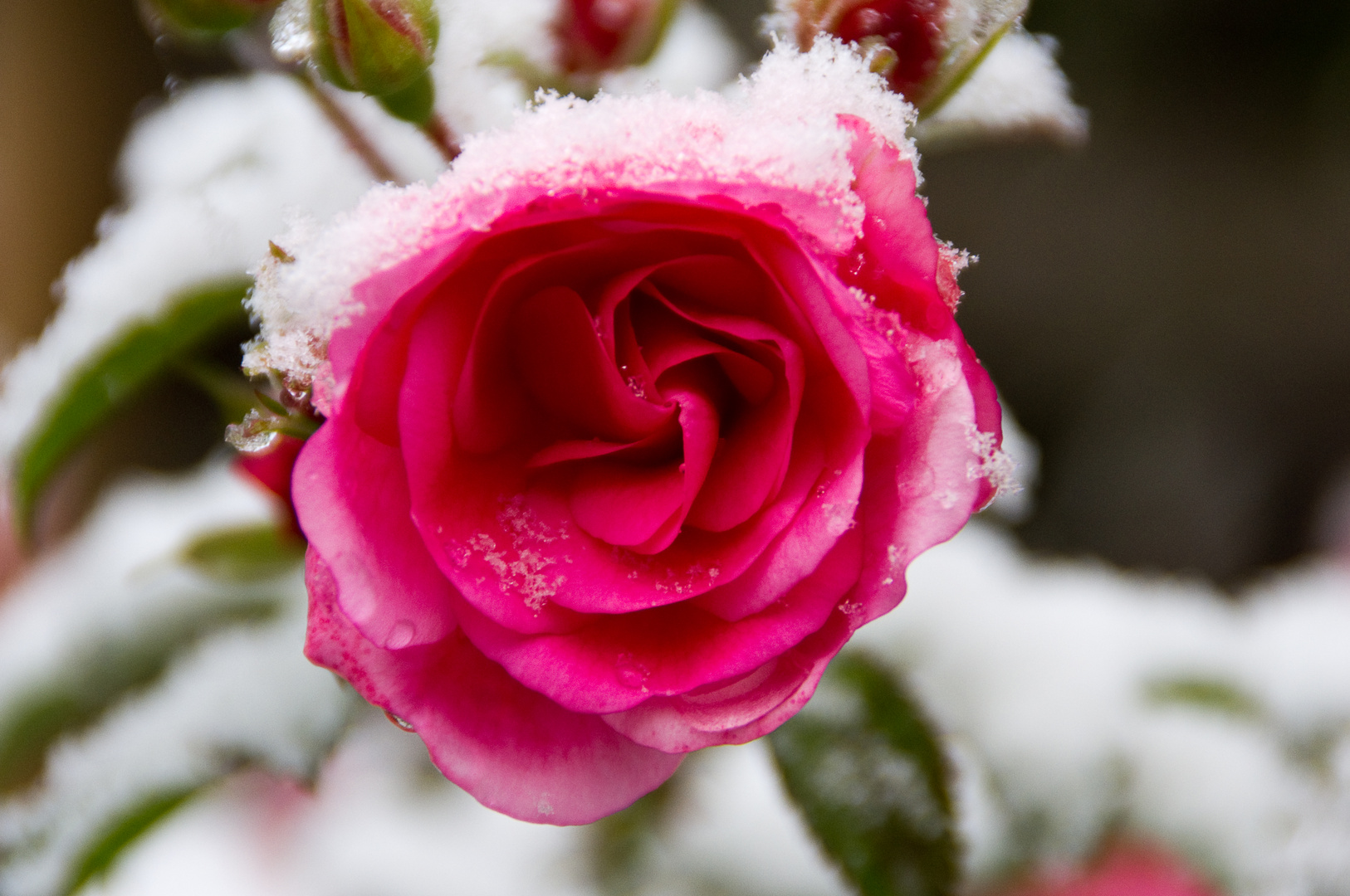 Schneerose