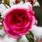 Schneerose