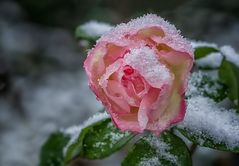 Schneerose