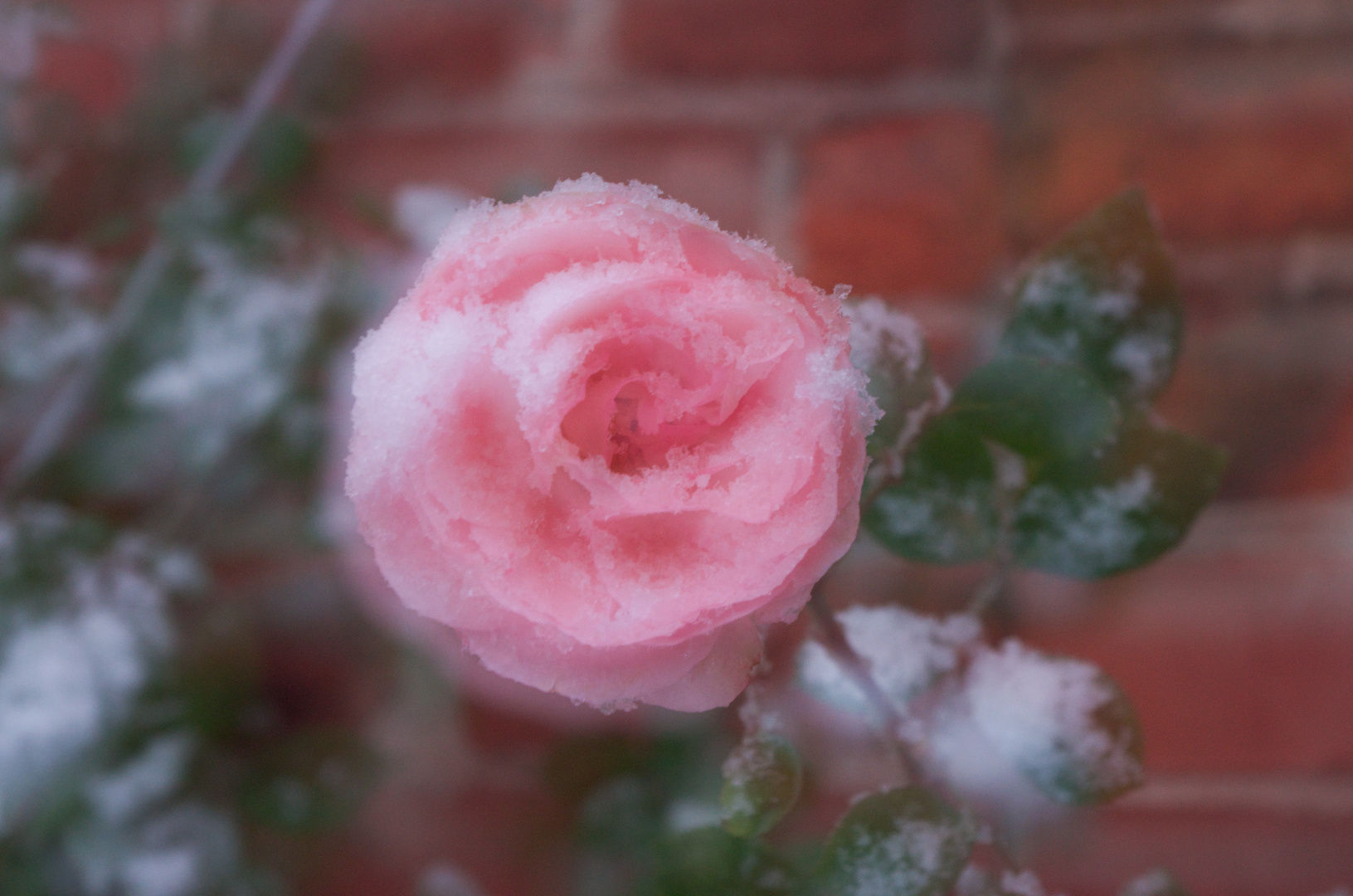 Schneerose