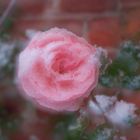 Schneerose