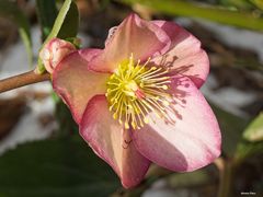 Schneerose