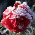 Schneerose