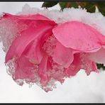 Schneerose...