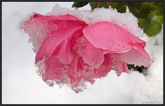 Schneerose...