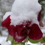 Schneerose.... 