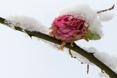 Schneerose