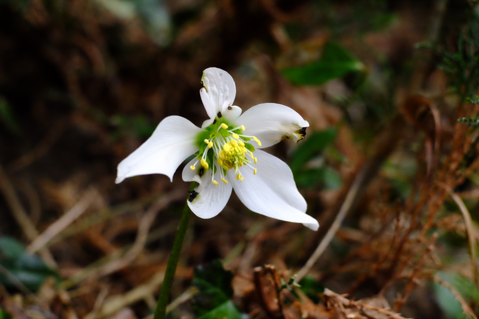 Schneerose