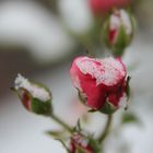 Schneerose