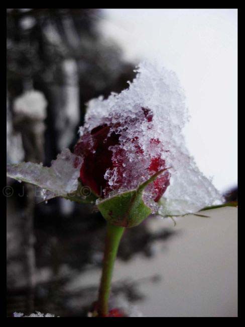 Schneerose