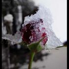 Schneerose