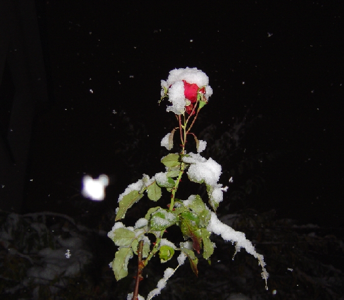 Schneerose