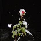 Schneerose