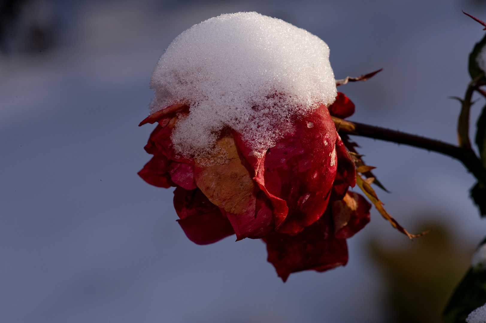 Schneerose