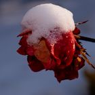 Schneerose