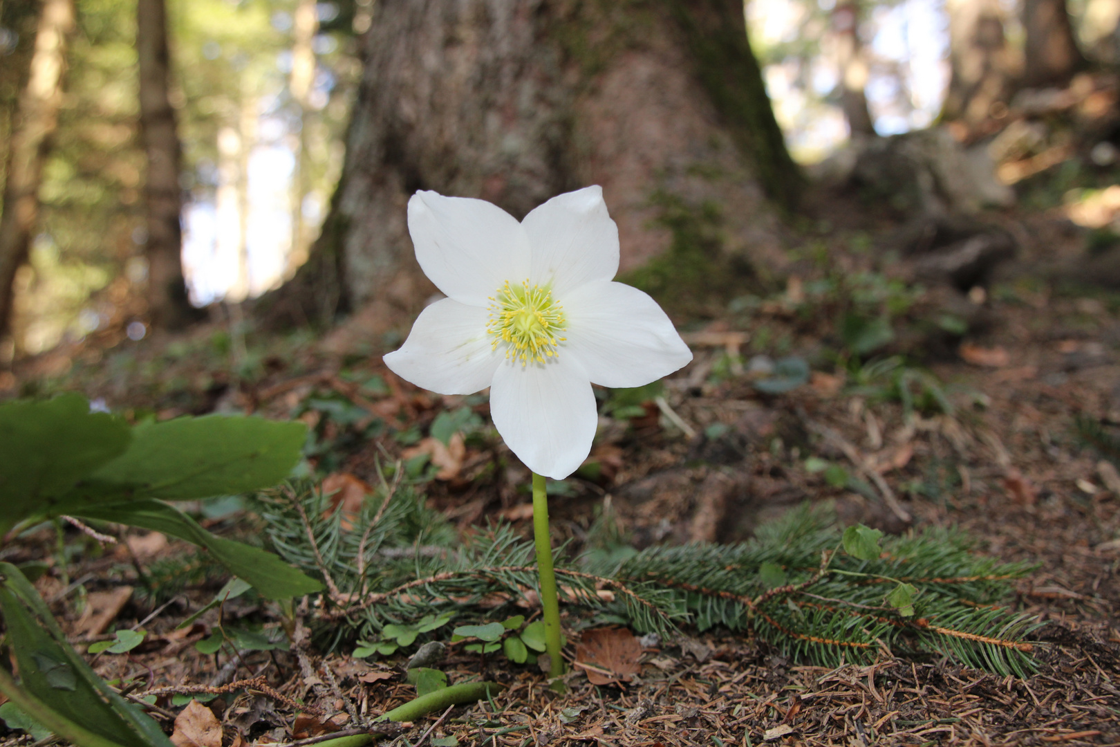 Schneerose